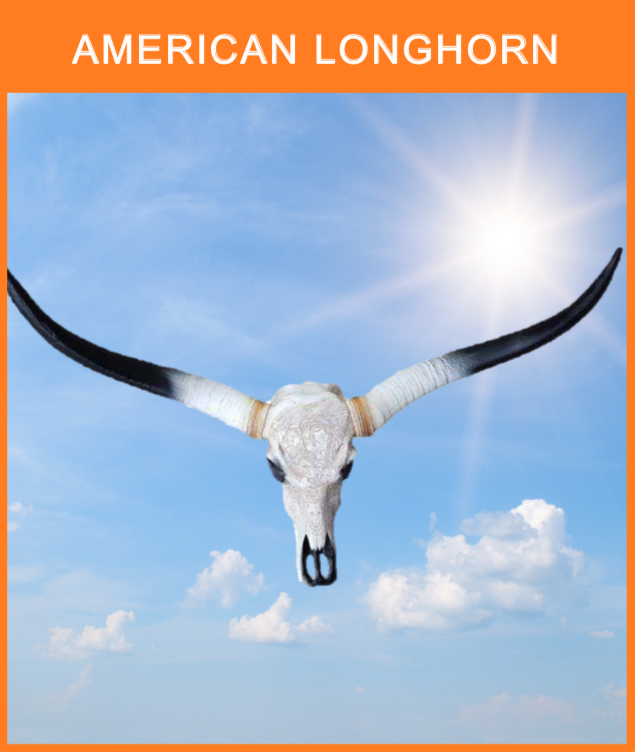 D 034
Stort Amerikansk Longhorn kranie med horn.
Størrelse: 100 x 80 cm.